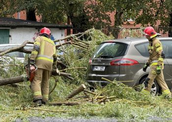 Na zdjęciu strażacy usuwają drzewo, które spadło na samochody