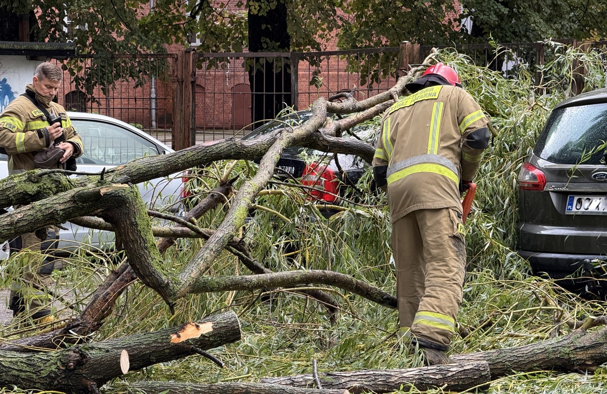 Na zdjęciu strażacy usuwają drzewo za pomocą pił mechanicznych