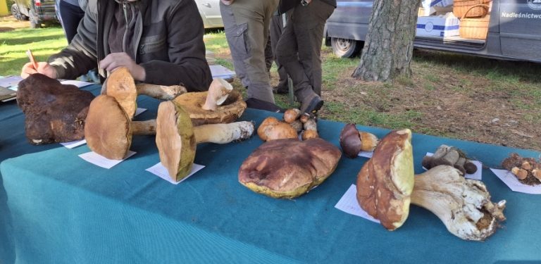 Mistrzostwa w grzybobraniu (fot. Radio Gdańsk/Monika Waraczyńska)