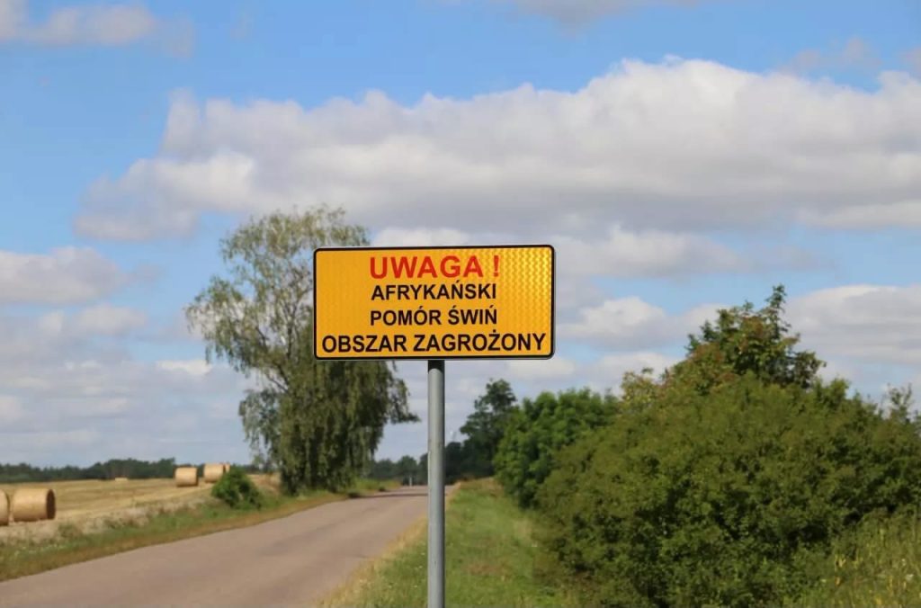 Wykrywane są kolejne przypadki ASF