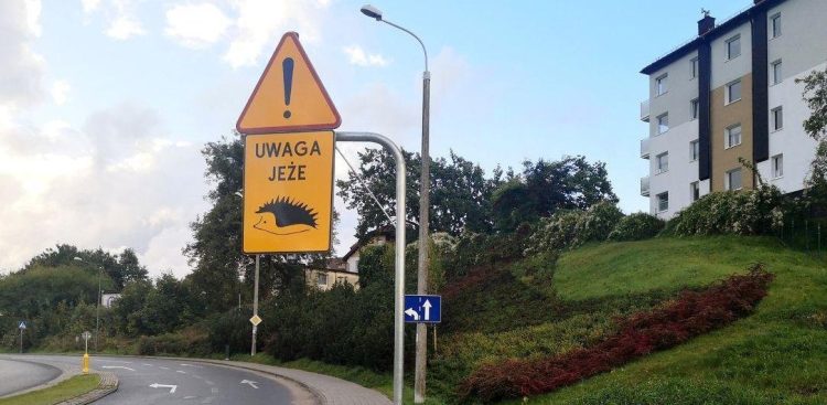 Ustawionych zostanie 6 znaków drogowych ostrzegających przed jeżami (fot. www.gdynia.pl/Karolina Szypelt)