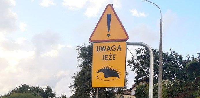znak drogowy ostrzegający przed jeżami