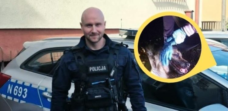 Uśmiechnięty policjant w mundurze i kamizelce taktycznej na tle radiowozu. W żółtym, okrągłym kadrze po prawej stronie widoczne są dłonie w niebieskich rękawiczkach podtrzymujące pysk rannego owczarka niemieckiego. Policjanci z Nowego Dworu Gdańskiego uratowali psa leżącego na drodze. Zwierzę było ranne w wyniku potrącenia przez samochód